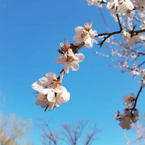 室內(nèi)設(shè)計(jì)空間布局技巧,設(shè)計(jì)師把春天帶回家